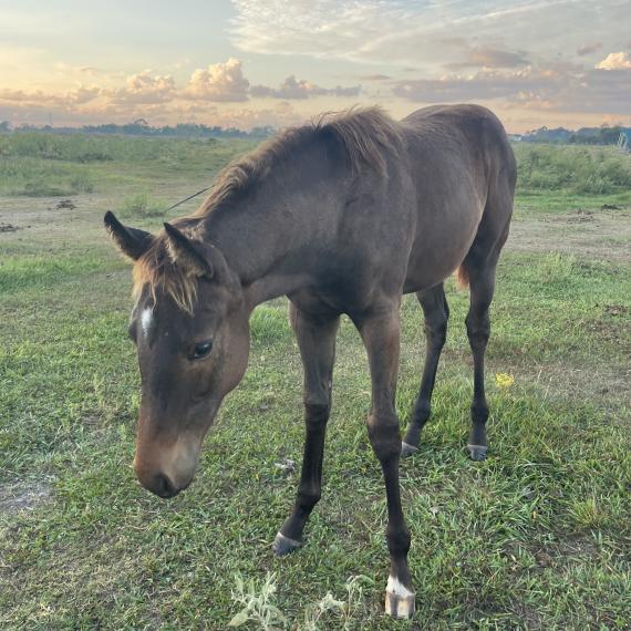Alex, a lovable filly