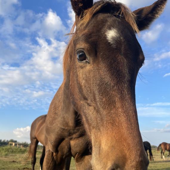 Alex, a lovable filly