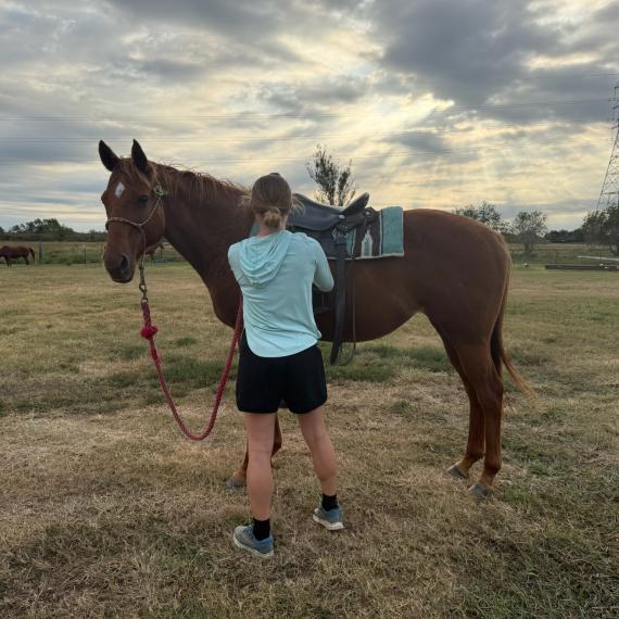 Athena, a brown horse