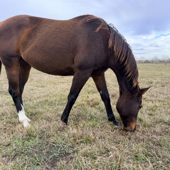 Cleo, a beautiful mare