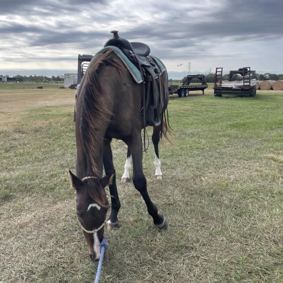 Cleo, a beautiful mare