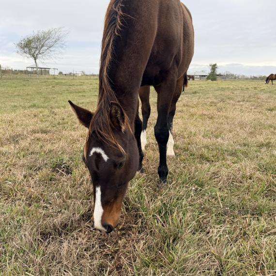 Cleo, a beautiful mare