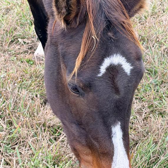 Cleo, a beautiful mare
