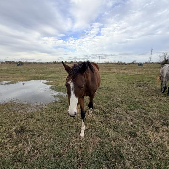 Crush, a young horse