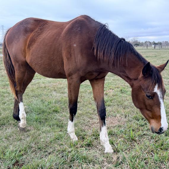 Crush, a young horse
