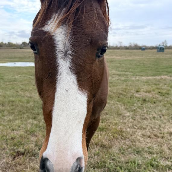 Crush, a young horse
