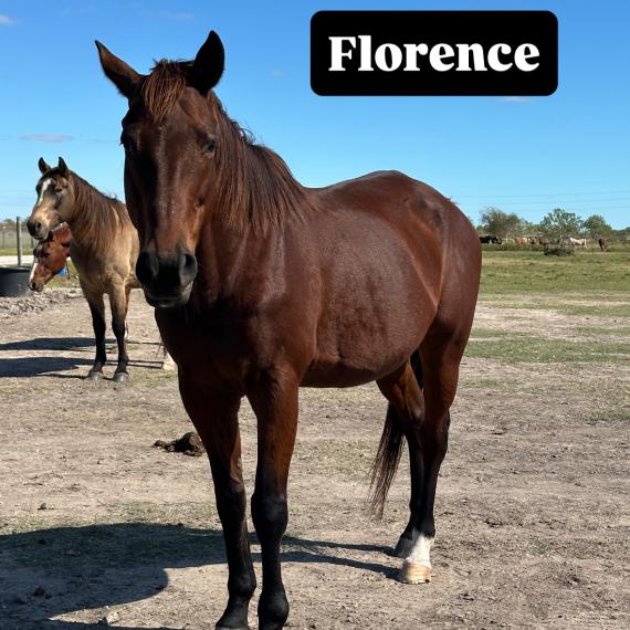 Florence had an extensive race career