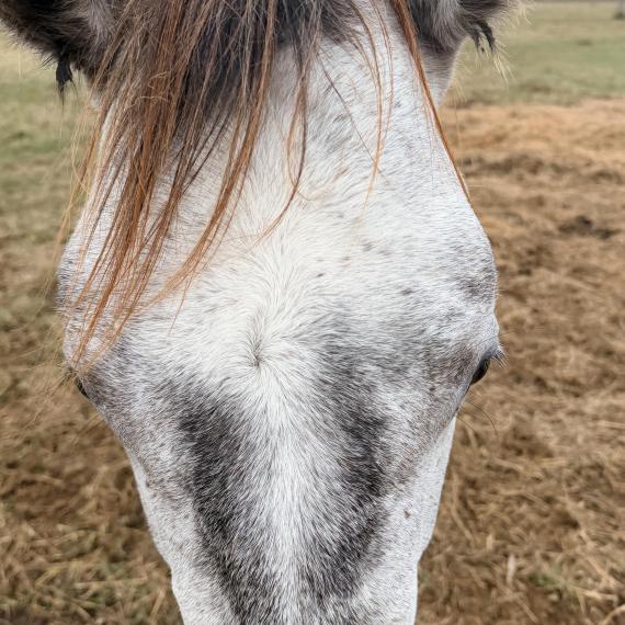 Grey mare named Granite