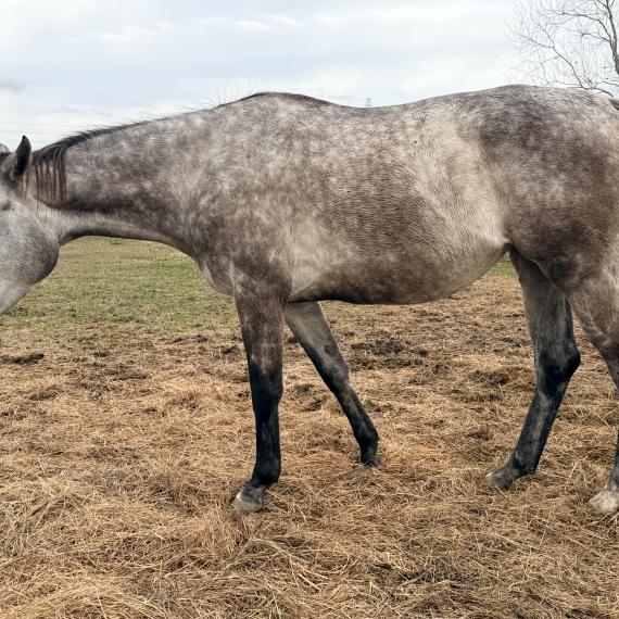 Grey mare named Granite
