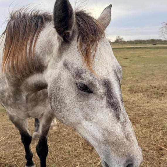 Grey mare named Granite