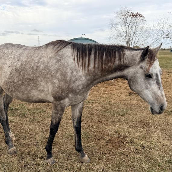 Grey mare named Granite