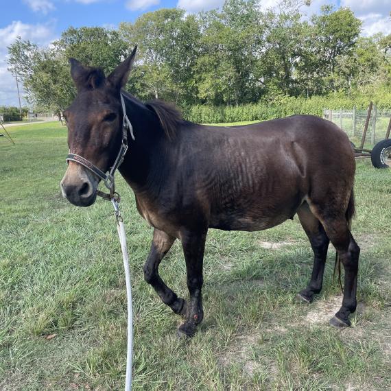 Mule named Henderson