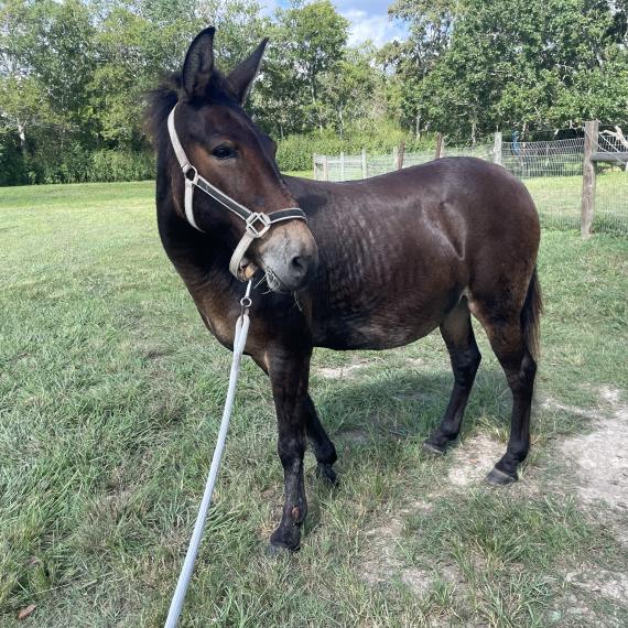 Mule named Henderson