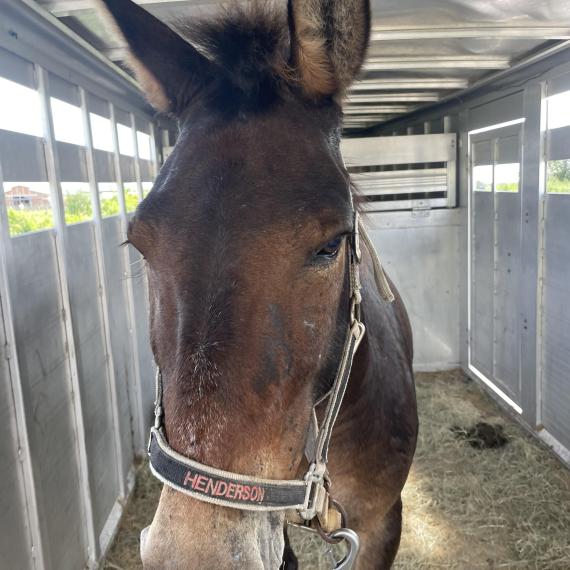 Mule named Henderson