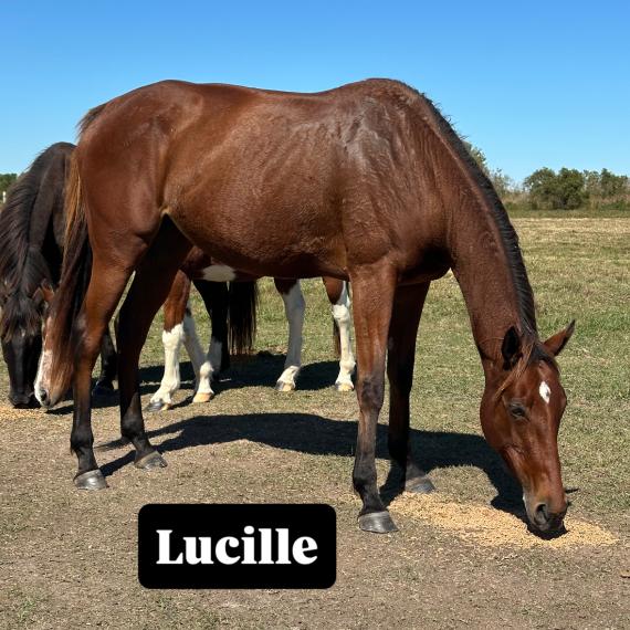 Lucille, a kind mare