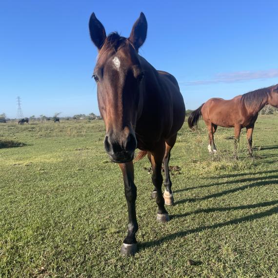Lucille, a kind mare
