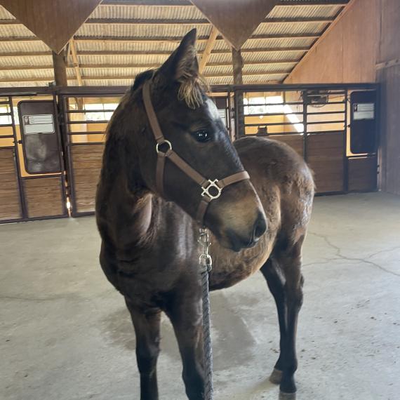 A massive colt with potential