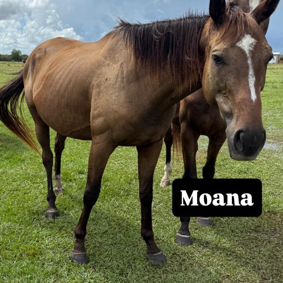 Moana, a lovely mare