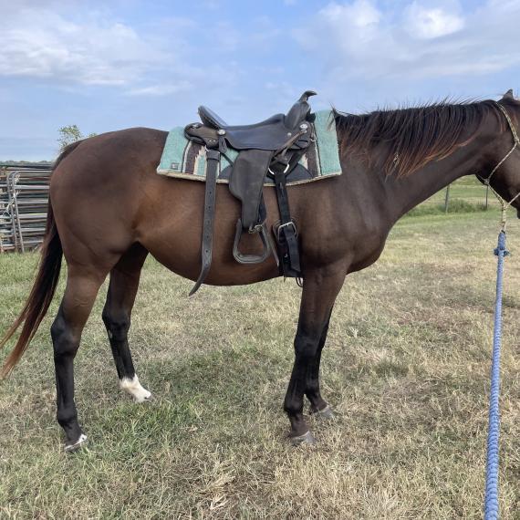 Moana, a lovely mare