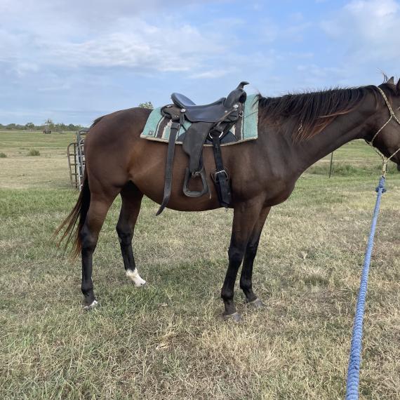 Moana, a lovely mare