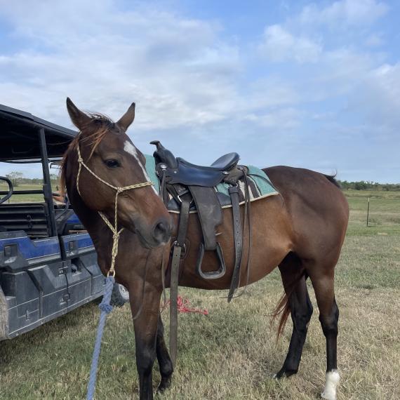 Moana, a lovely mare