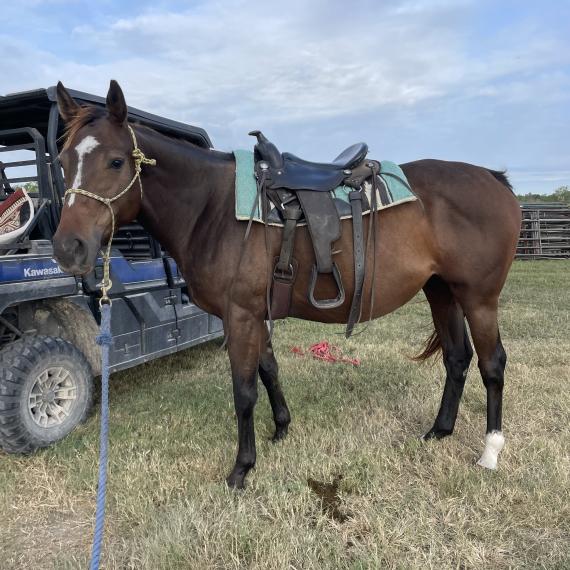 Moana, a lovely mare