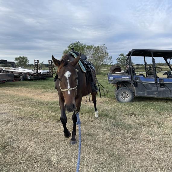 Moana, a lovely mare