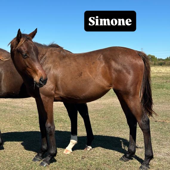 Simone, a two year old filly