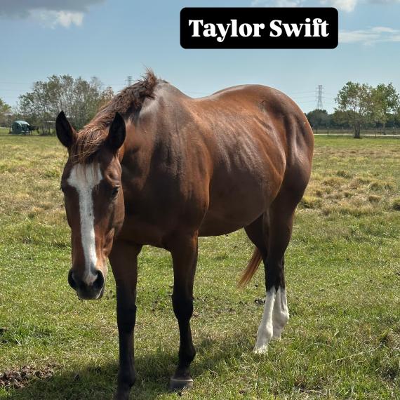 T. Swift is an eye-catching bay