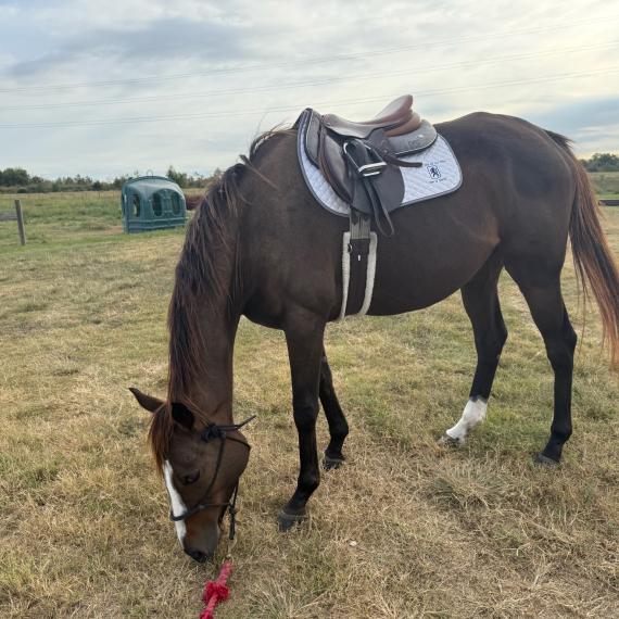 Valerie, a dark bay mare
