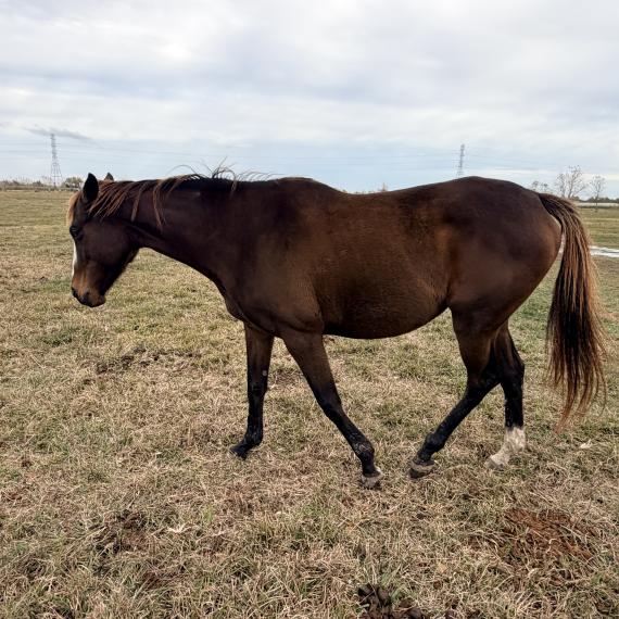 Valerie, a dark bay mare