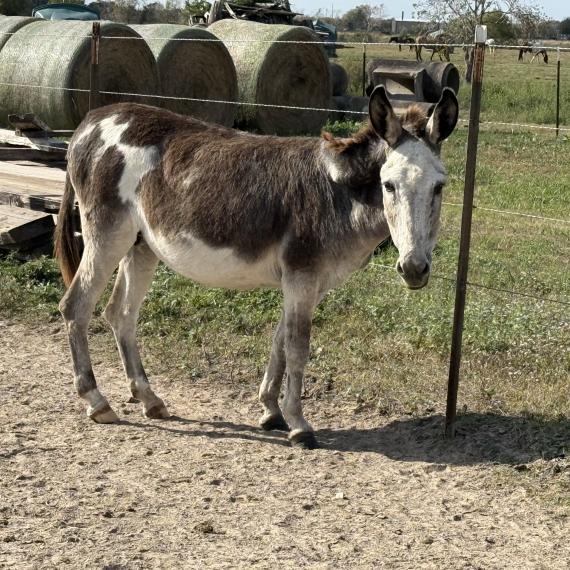 Maggie, a female donkey