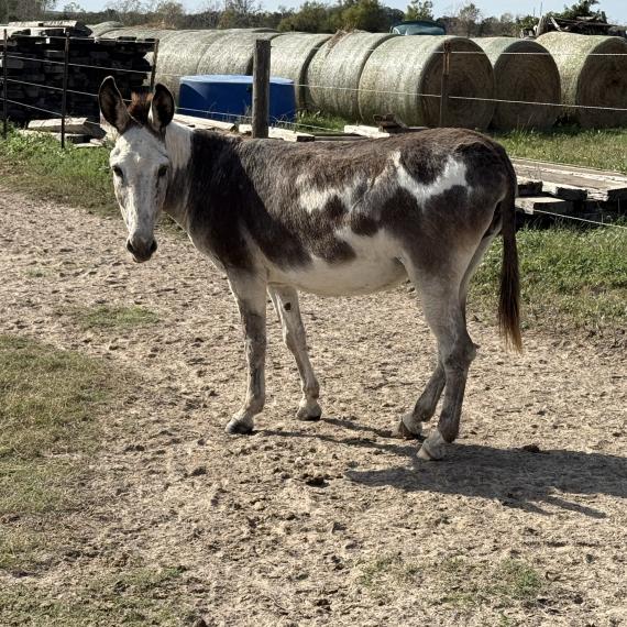 Maggie, a female donkey