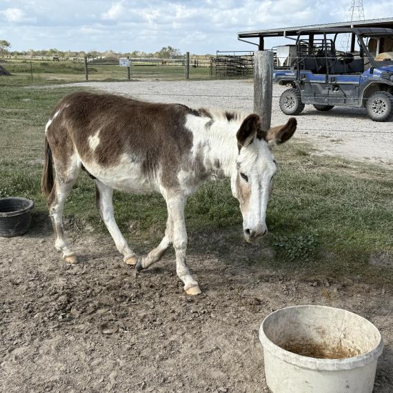 Radar, a sweet donkey