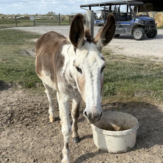 Radar, a sweet donkey