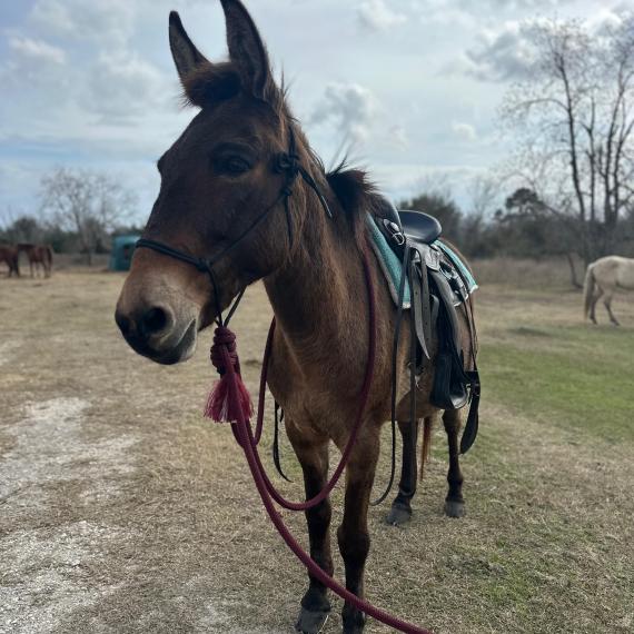 Mule named Henderson