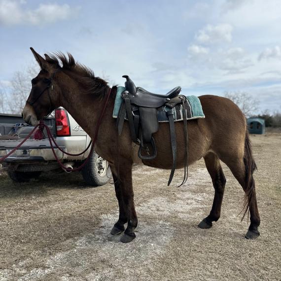 Mule named Henderson