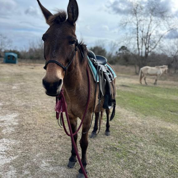 Mule named Henderson