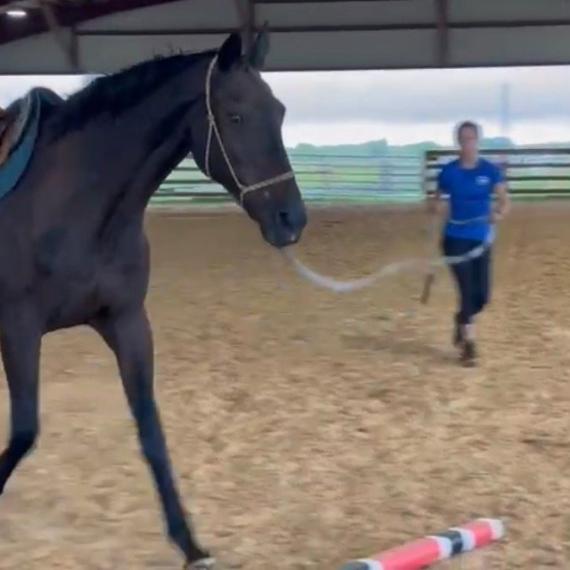 Champagne Lunging with Tack On