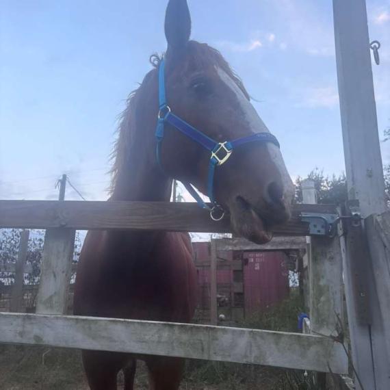 Front view of Rihanna