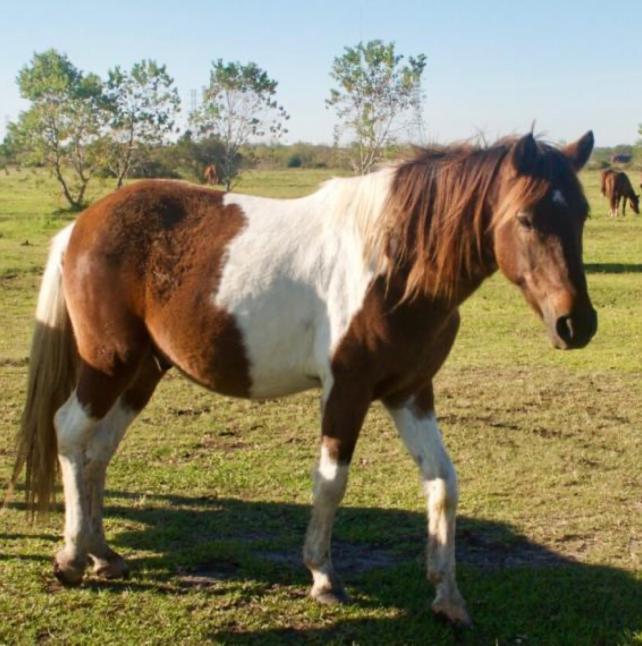 Photo of Toby on the ranch