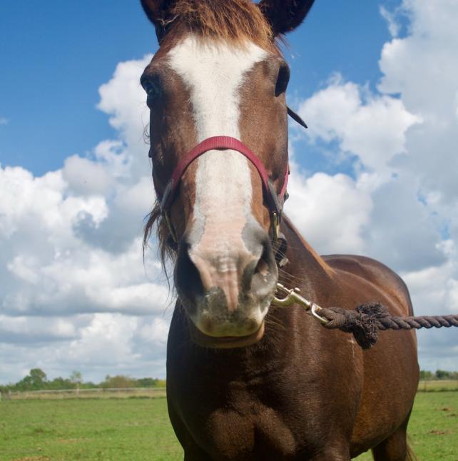 A brown horse named Abbie