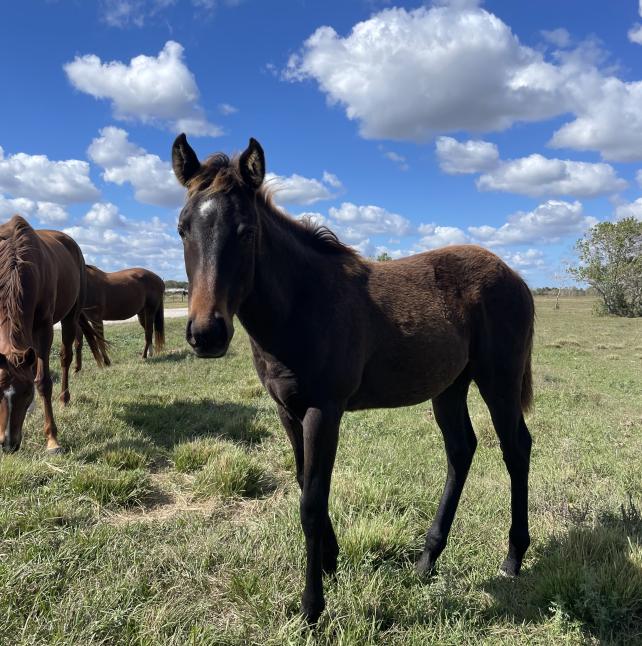 Alex, a lovable filly
