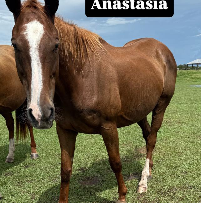 Anastasia is a retired racehorse