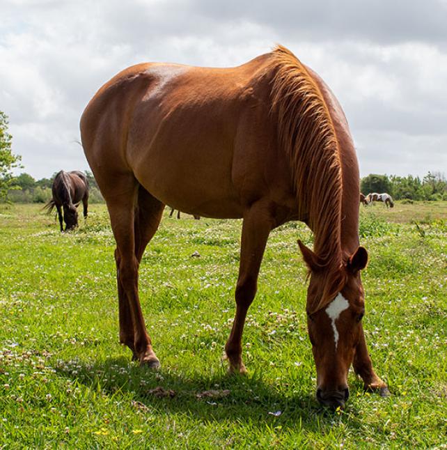 Quarter Horse named Andrea