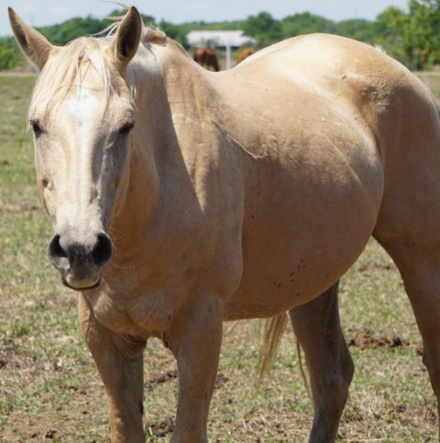 April, a palomino horse