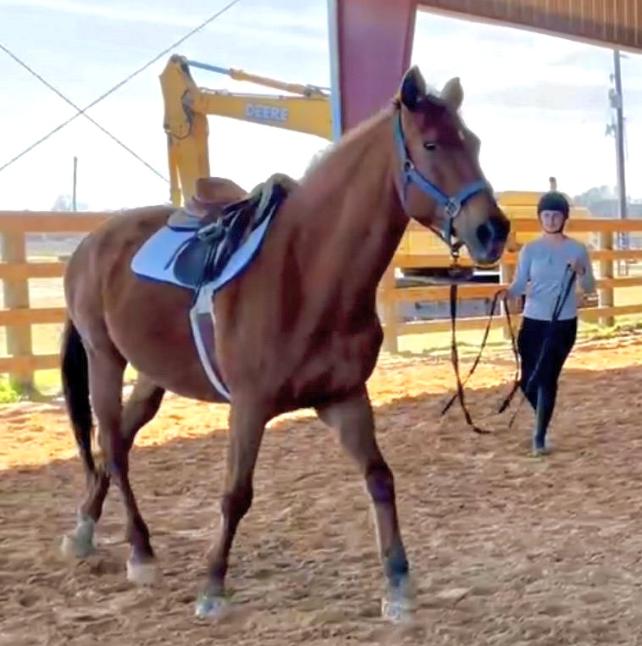 Belle, in arena with saddle on