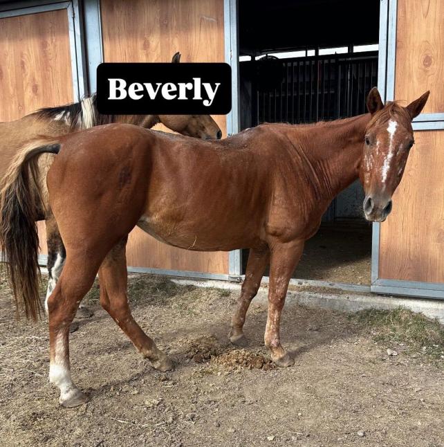 Beverly, a chestnut mare with star and strip. 