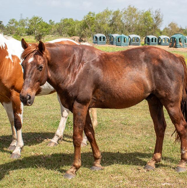 Quarter horse named Bill