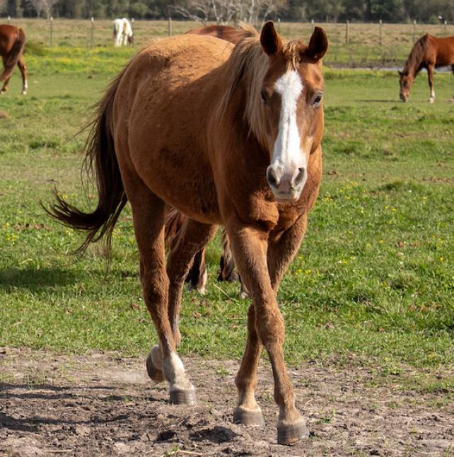 A brown horse named Blossom